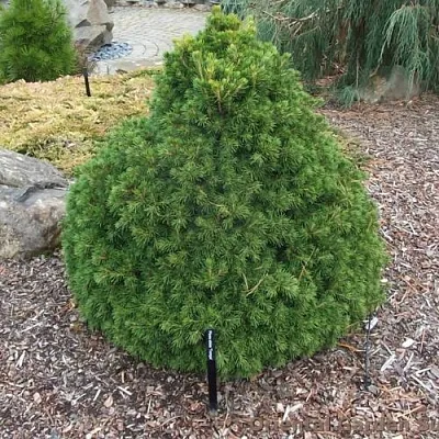 Ель ТОМПА обыкновенная в Кирове