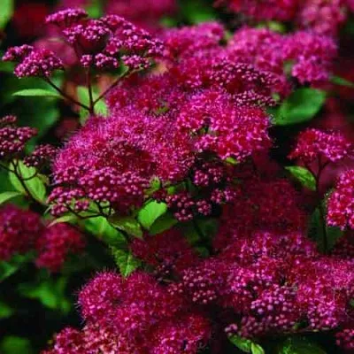 Спирея АНТОНИ ВАТЕРЕР японская в Кирове