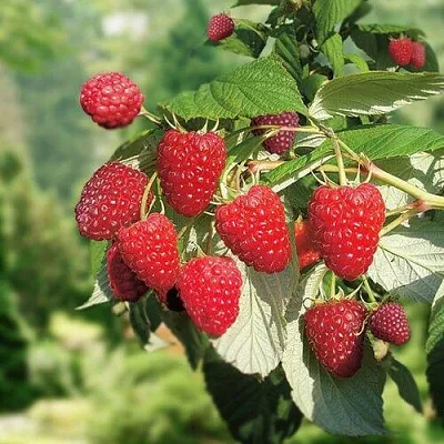 Малина РУБИФОЛ  Малина РУБИФОЛ в Кирове