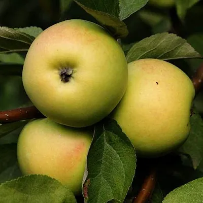 Яблоня ДАНИЛА  Яблоня ДАНИЛА в Кирове