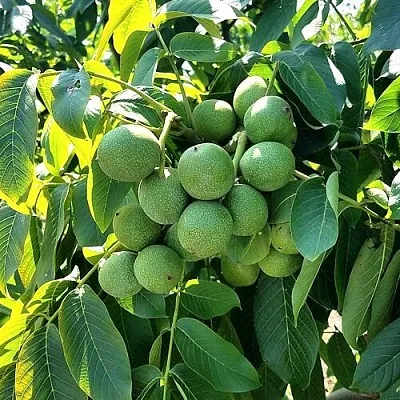 Грецкий орех  ИЗЯЩНЫЙ  Грецкий орех  ИЗЯЩНЫЙ в Кирове