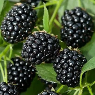 Ежевика ТРИПЛ КРАУН бесшипная  Ежевика ТРИПЛ КРАУН бесшипная в Кирове