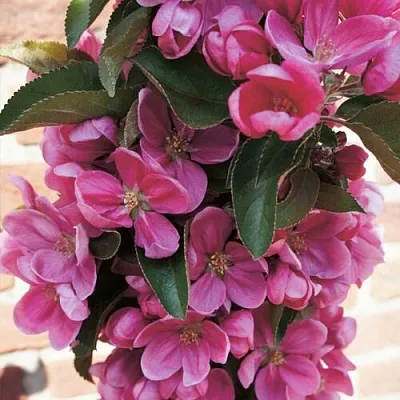 Яблоня ЗЕЛЁНЫЙ БУКЕТ декоративная  Яблоня ЗЕЛЁНЫЙ БУКЕТ декоративная в Кирове