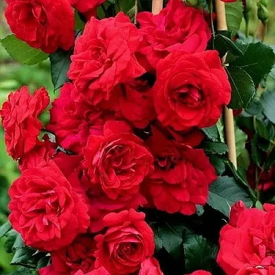 Саженцы роз АМАДЕУС плетистая  Саженцы роз АМАДЕУС плетистая в Кирове