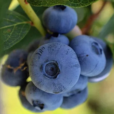 Средние сорта в Кирове