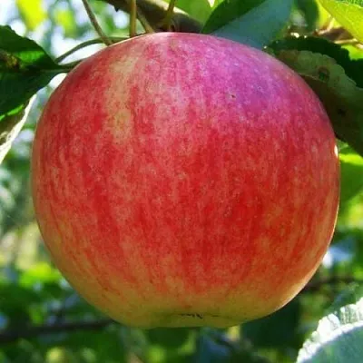 Яблоня Штрифель (Штрейфлинг или Осеннее полосатое) в Кирове