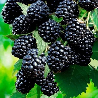 Ежевика ЛОХТЕЙ бесшипная  Ежевика ЛОХТЕЙ бесшипная в Кирове