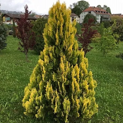 Туя ЕЛЛОУ РИББОН западная в Кирове