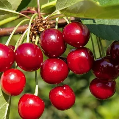 Вишня ЛЮБСКАЯ  Вишня ЛЮБСКАЯ в Кирове