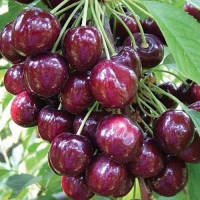 Черешня СЭМ колонновидная  Черешня СЭМ колонновидная в Кирове