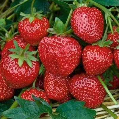 Клубника СЕЛЬВА ремонтантная в Кирове