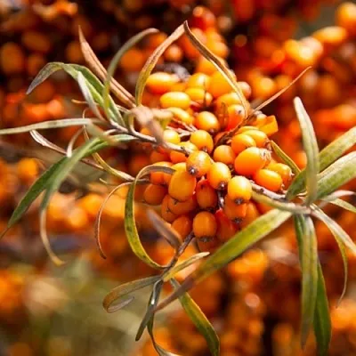 Облепиха ФИНСКАЯ  Облепиха ФИНСКАЯ в Кирове