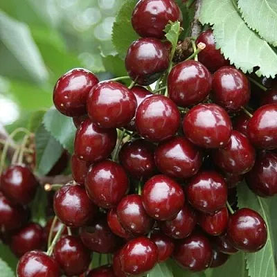 Черешня СИЛЬВИЯ колоновидная  Черешня СИЛЬВИЯ колоновидная в Кирове