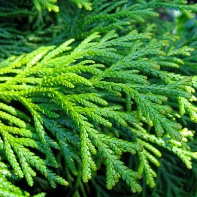 Туевик в Кирове