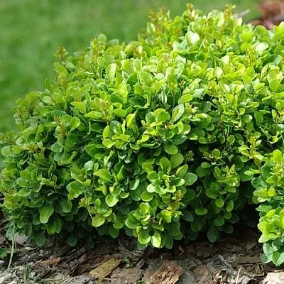 Барбарис КОБОЛЬД тунберга  Барбарис КОБОЛЬД тунберга в Кирове