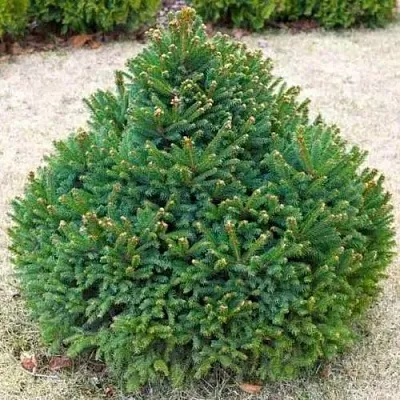 Ель БАРРИ обыкновенная в Кирове