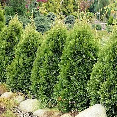 Туя СМАРАГД ВИТБОНТ западная в Кирове