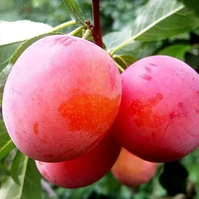 Слива КОМЕТА  Слива КОМЕТА в Кирове