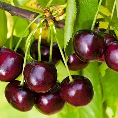 Черешня ИПУТЬ  Черешня ИПУТЬ в Кирове