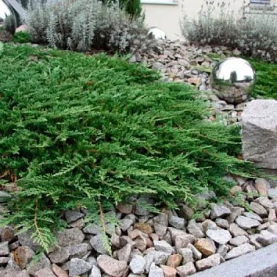 Можжевельник ПРИНЦ ОФ УЭЛЬС горизонтальный в Кирове