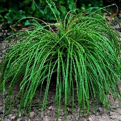 Туя ВИПКОРД складчатая в Кирове