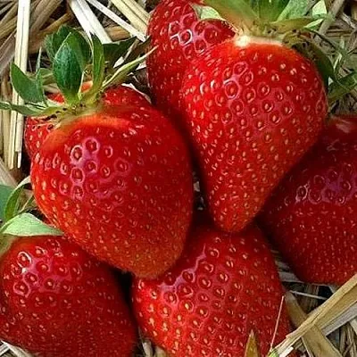 Клубника СИБИЛЛА в Кирове