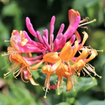 Жимолость ГЕКРОТА в Кирове