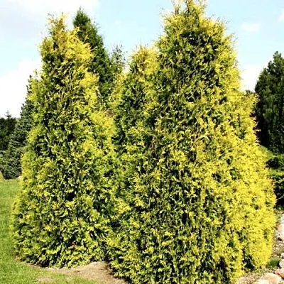 Туя САЛЛАНД западная в Кирове
