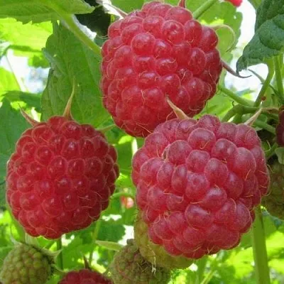 Малина НОВОСТЬ КУЗЬМИНА   Малина НОВОСТЬ КУЗЬМИНА  в Кирове