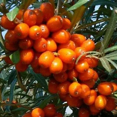 Облепиха ПЛАМЕННАЯ  Облепиха ПЛАМЕННАЯ в Кирове