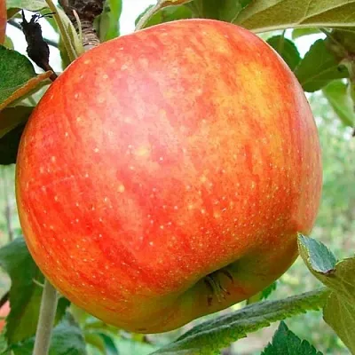 Яблоня ЦЕЛЕСТЕ  Яблоня ЦЕЛЕСТЕ в Кирове