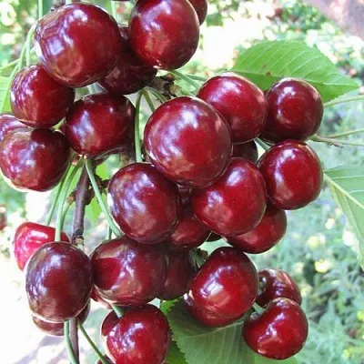 Черешня ОДРИНКА  Черешня ОДРИНКА в Кирове