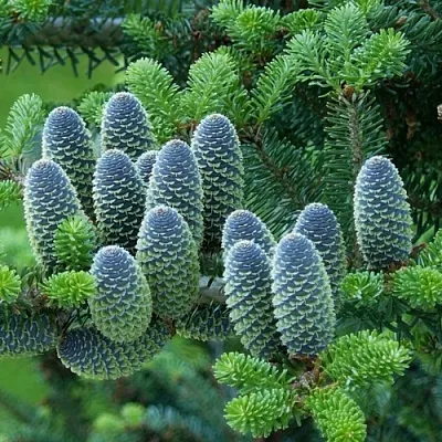 Пихта в Кирове