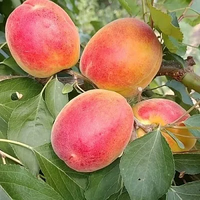 Абрикос ОСОБЕННЫЙ ДЕНИСЮКА  Абрикос ОСОБЕННЫЙ ДЕНИСЮКА в Кирове