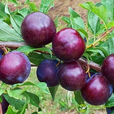 Шарафуга ВЕЛЬВЕТ САНРАЙЗ  Шарафуга ВЕЛЬВЕТ САНРАЙЗ в Кирове