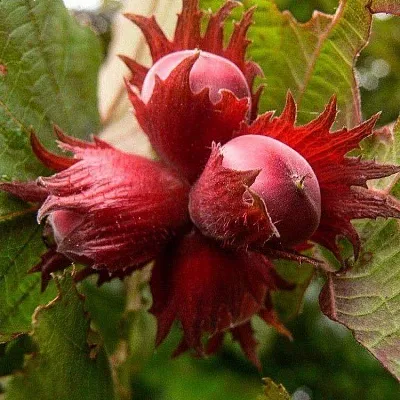 Фундук в Кирове