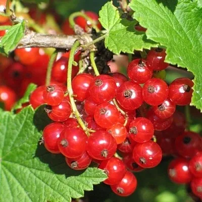 Смородина красная РАЧКОВСКАЯ  Смородина красная РАЧКОВСКАЯ в Кирове