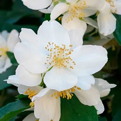 Жасмин ЮСТИНКА в Кирове