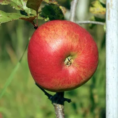 Яблоня ДЫЯМЕНТ  Яблоня ДЫЯМЕНТ в Кирове