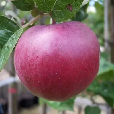 Яблоня НОРИС  Яблоня НОРИС в Кирове