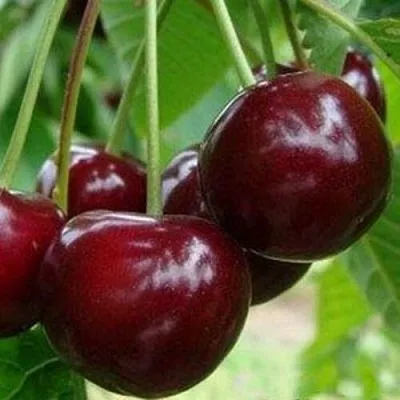 Вишня МИЛАВИЦА  Вишня МИЛАВИЦА в Кирове