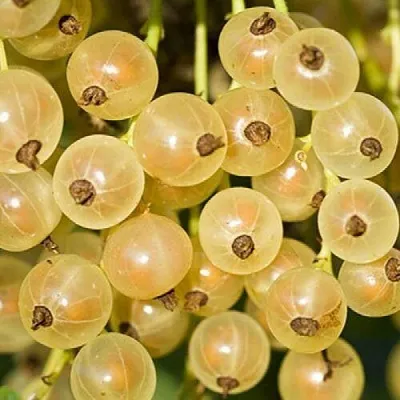 Смородина белая СМОЛЬЯНИНОВСКАЯ в Кирове