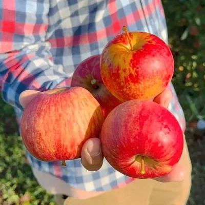 Яблоня КРАСАВИТА  Яблоня КРАСАВИТА в Кирове