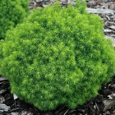 Ель АЛЬБЕРТА ГЛОБ сизая в Кирове