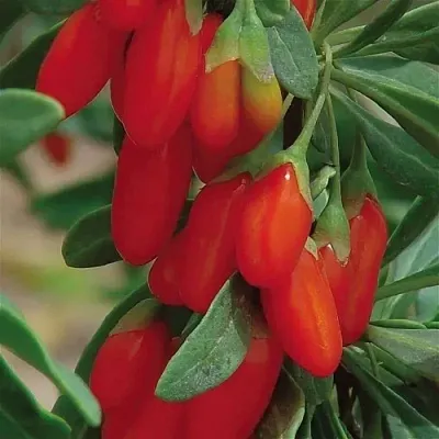 Годжи ВЯЧЕСЛАВ  Годжи ВЯЧЕСЛАВ в Кирове