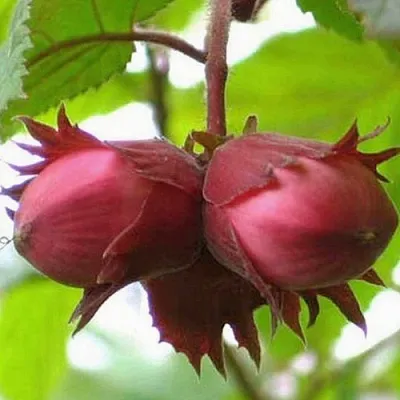 Фундук АЙВЕНГО  Фундук АЙВЕНГО в Кирове