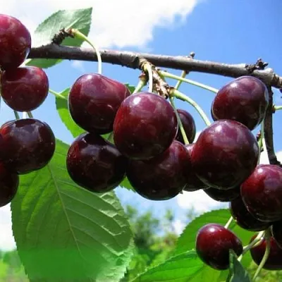 Дюк ЧУДО-ВИШНЯ  Дюк ЧУДО-ВИШНЯ в Кирове