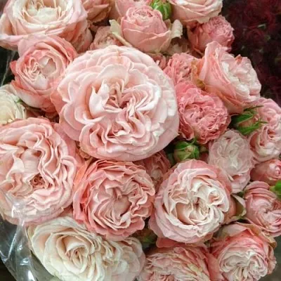 Саженцы роз МАДАМ БОМБАСТИК спрей в Кирове