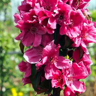 Яблоня МАЛИНОВОЕ ОЖЕРЕЛЬЕ колонновидная  Яблоня МАЛИНОВОЕ ОЖЕРЕЛЬЕ колонновидная в Кирове