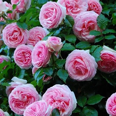 Саженцы роз ПЬЕР ДЕ РОНСАР плетистая  Саженцы роз ПЬЕР ДЕ РОНСАР плетистая в Кирове